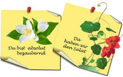 Blumomat und die Blumensprache und Symbolik