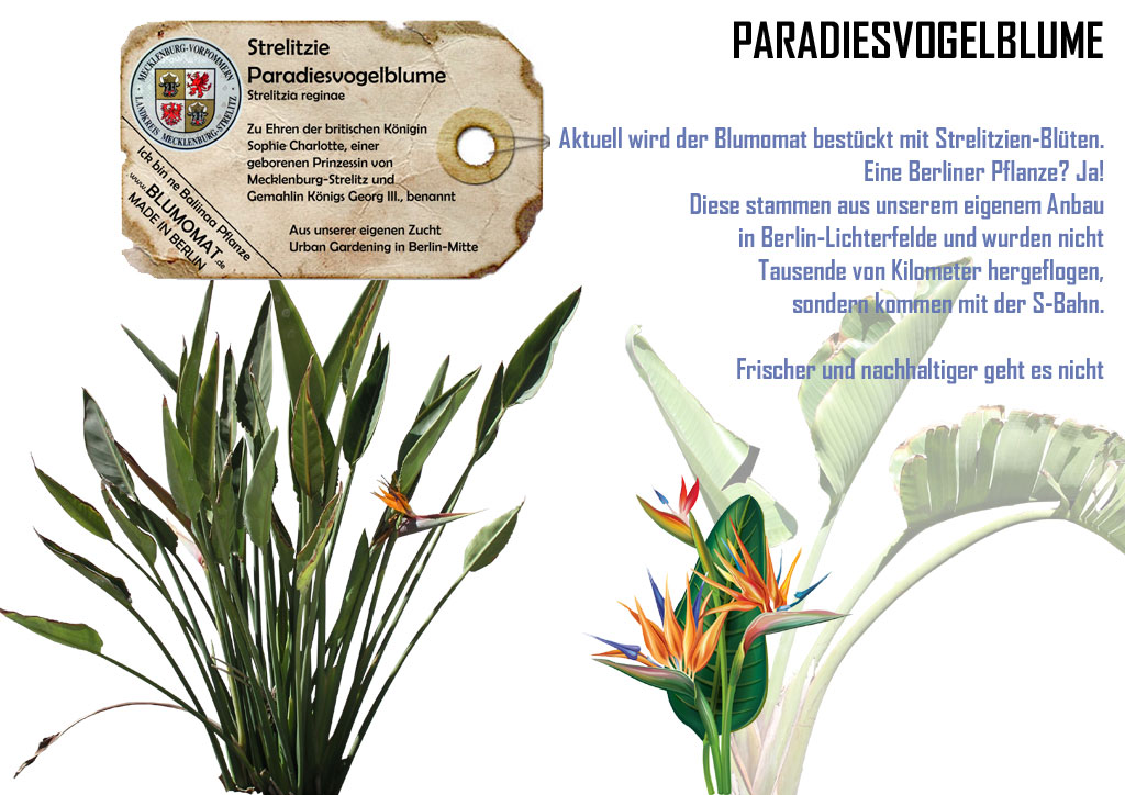 Paradiesvogelblume - Strelitzie aus Berlin im Blumomat