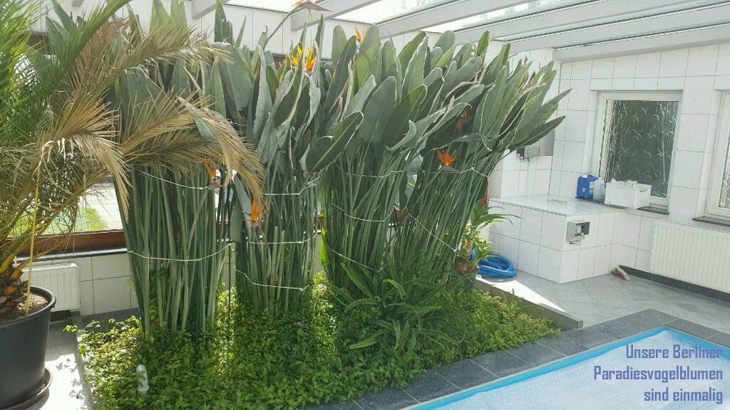 Paradiesvogelblume - Strelitzie aus Berlin im Blumomat